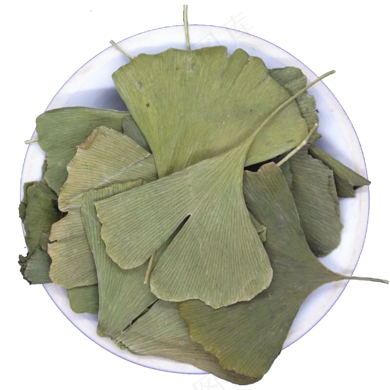 银杏叶中药摄影