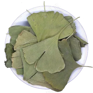 银杏叶中药摄影