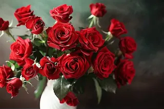 玫瑰花鲜花花朵摄影图