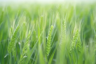 绿色小麦麦穗小满芒种摄影图