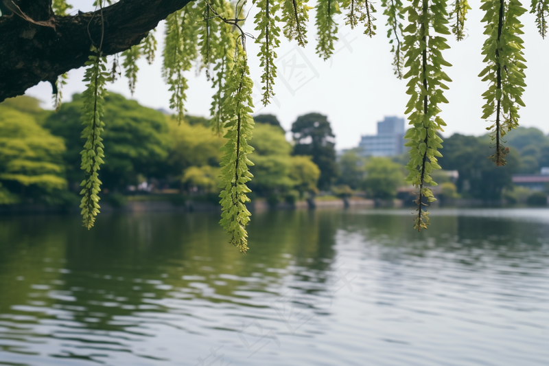 湖边风景绿意树枝摄影图