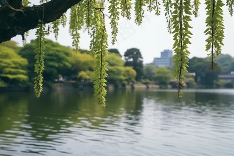 湖边风景绿意树枝摄影图
