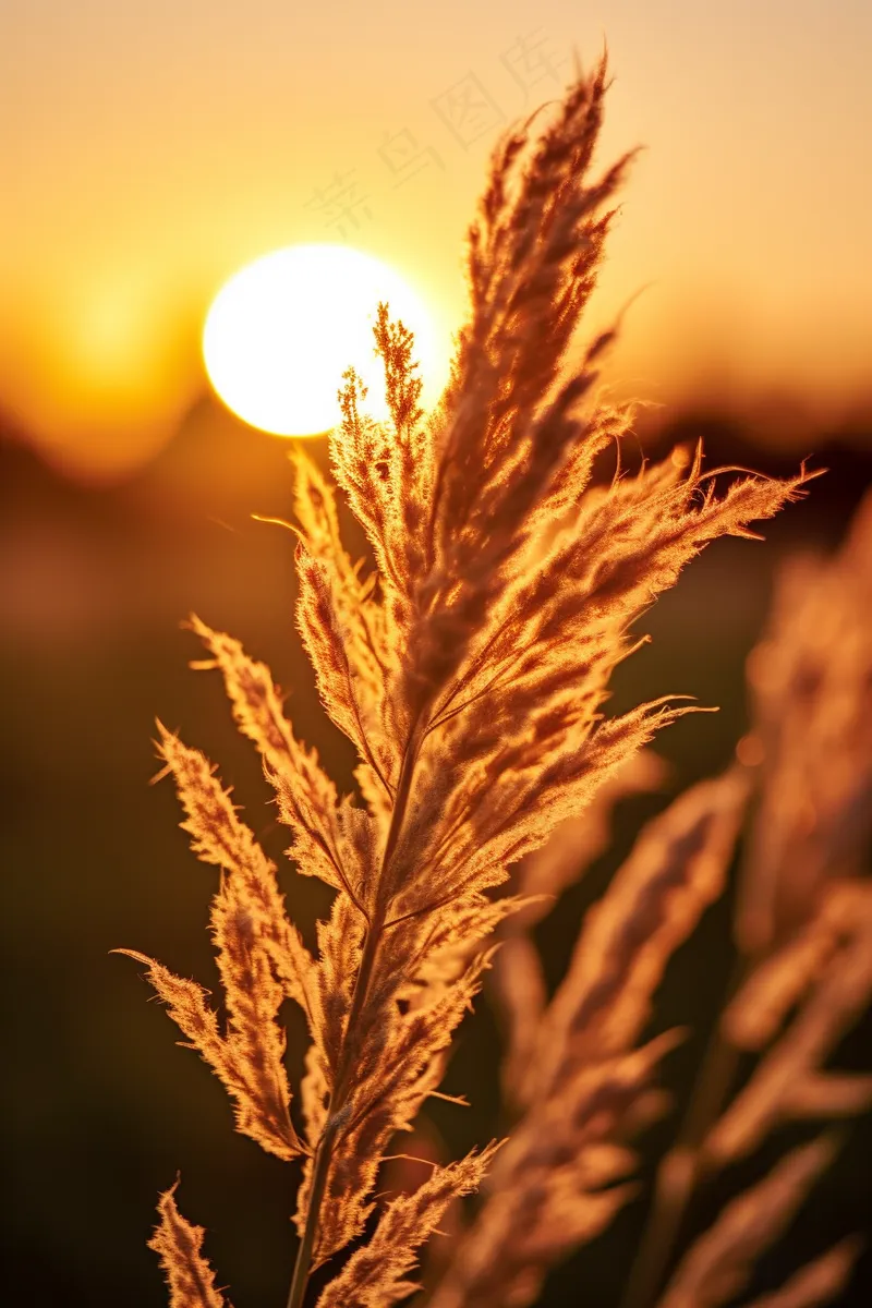 芦苇荡夕阳下美丽芦苇花摄影图(2688x4032)