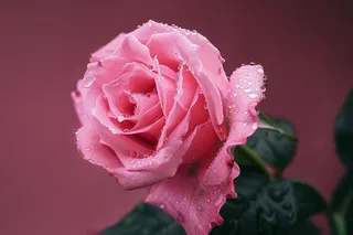 玫瑰花鲜花花朵摄影图