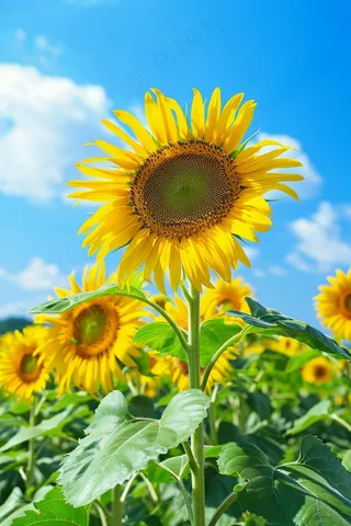 向日葵向阳鲜花摄影图