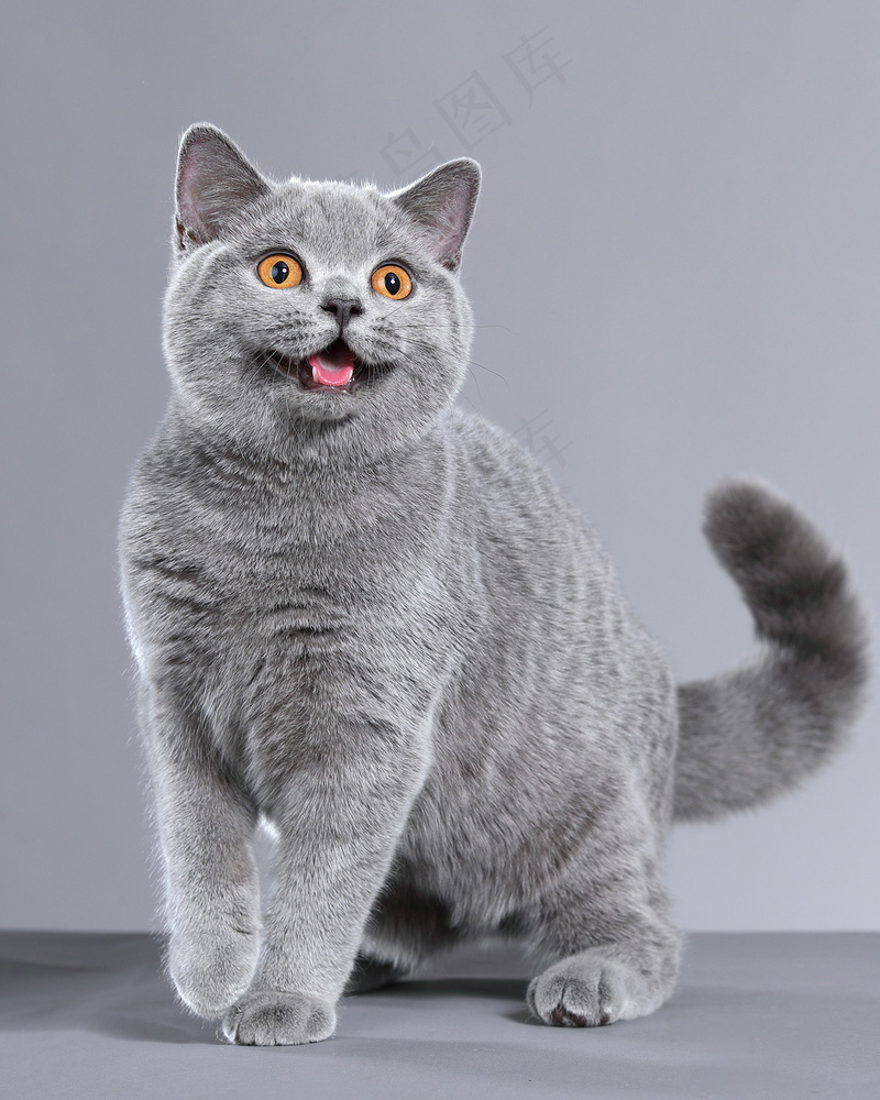 可爱猫咪摄影