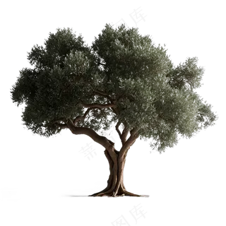 PSD免抠橄榄树