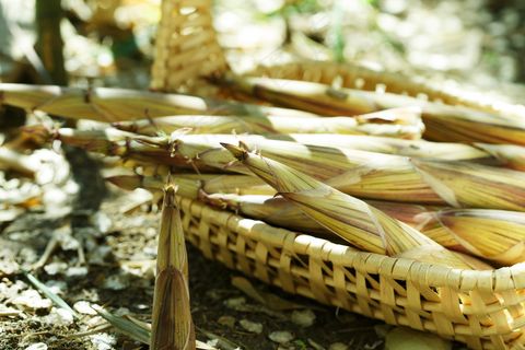 竹笋春笋时令食材