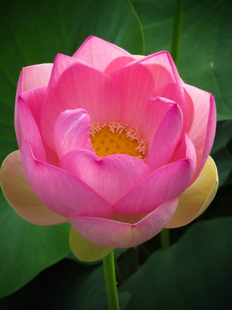 粉色荷花莲花花朵