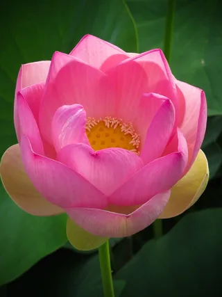 粉色荷花莲花花朵