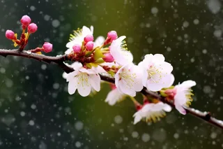 冬季大雪梅花开放桃花海棠花摄影图