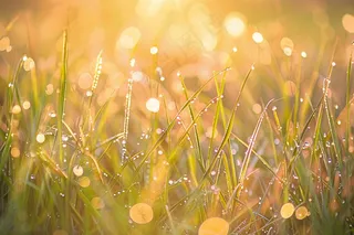 清晨绿草上的露珠春天摄影图