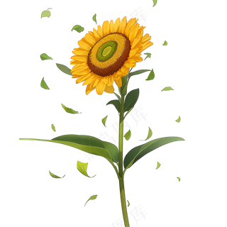 黄色向日葵免抠素材50