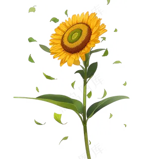 黄色向日葵免抠素材50