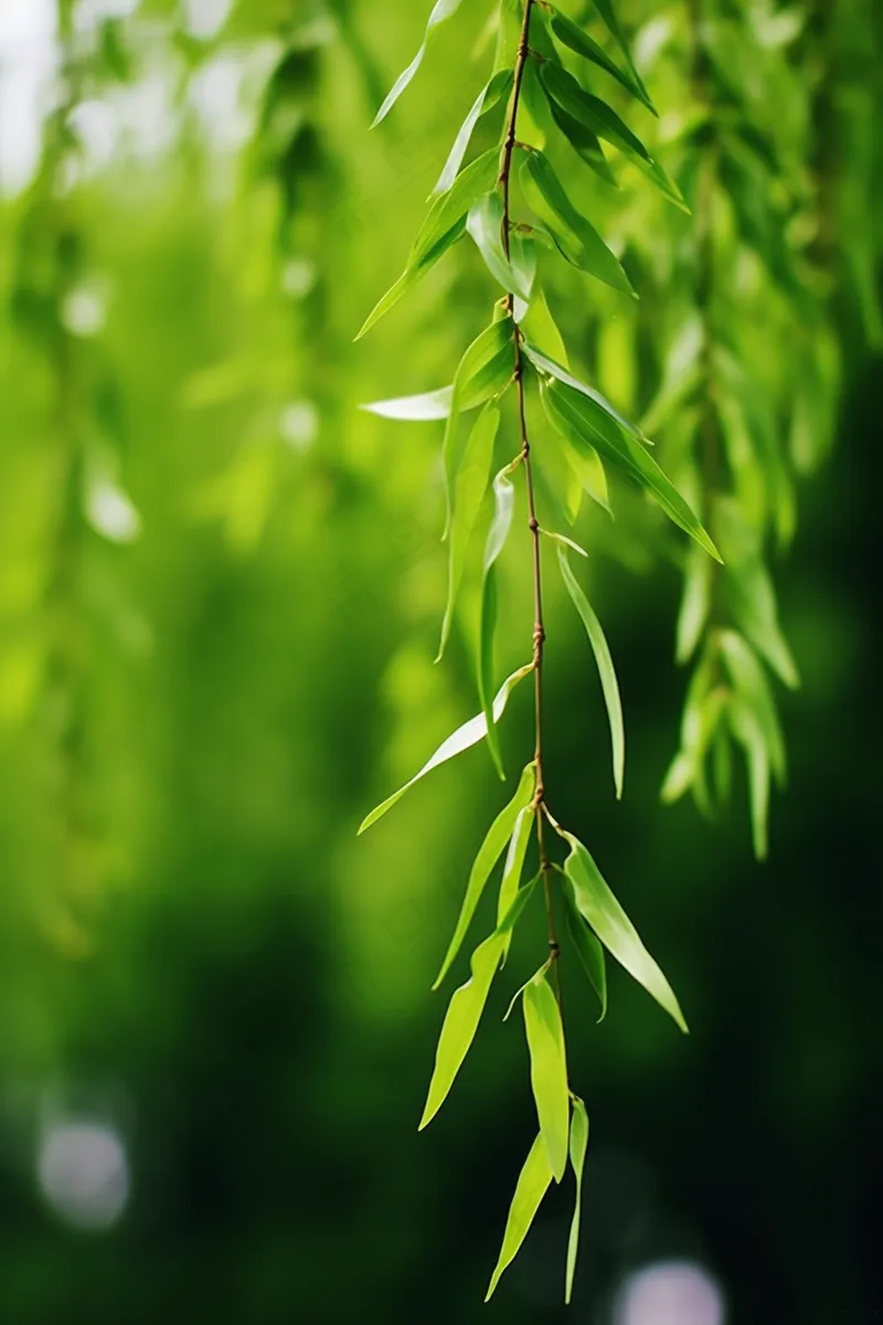 春天柳树新芽嫩芽绿色绿意摄影图