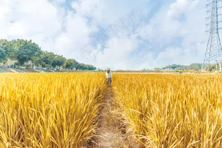 稻田稻穗图片