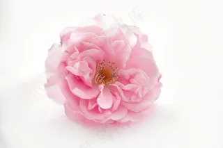 春日樱花花朵摄影图