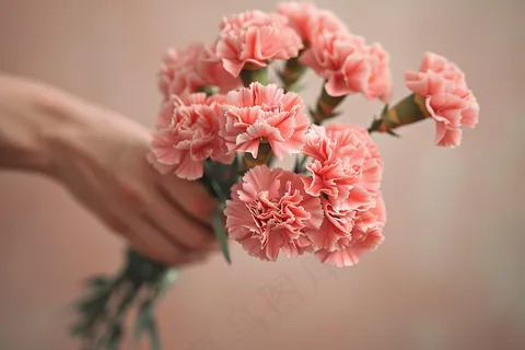 康乃馨鲜花花束摄影图
