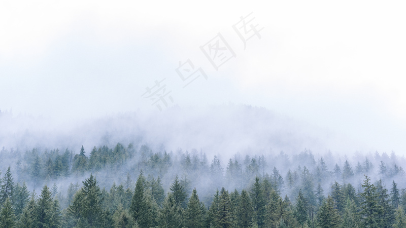 云雾森林图片