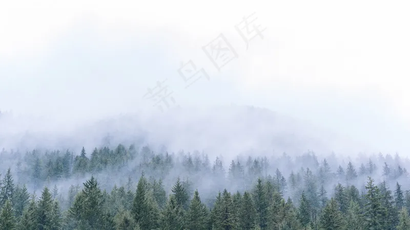 云雾森林图片