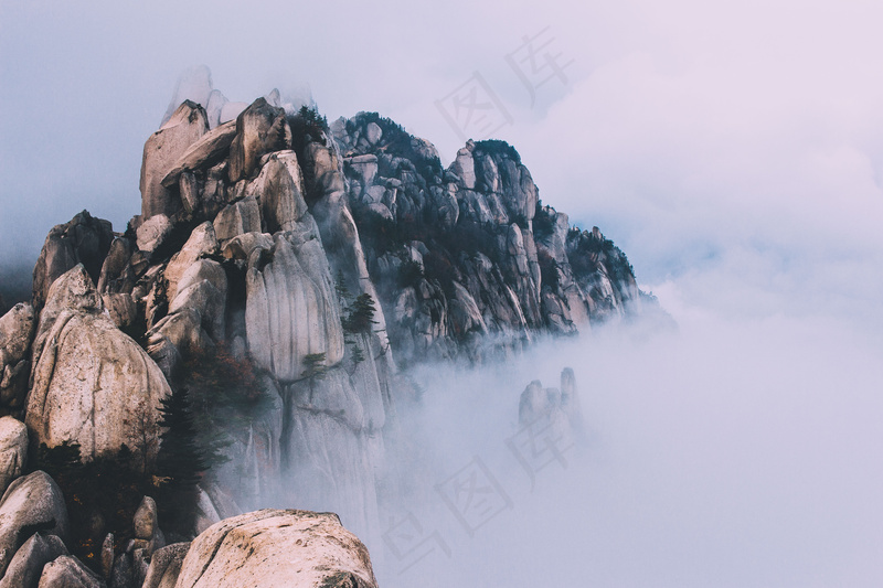 云雾森林图片