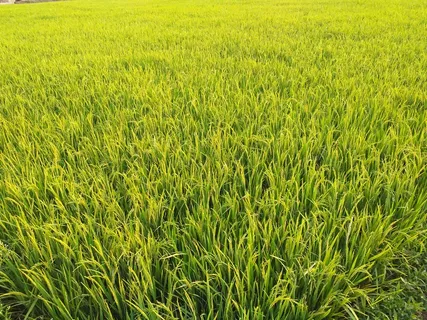 稻田稻穗图片 稻田稻穗图片