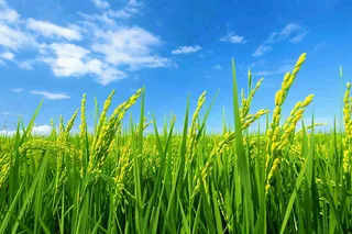 水稻农田种植粮食稻穗摄影图