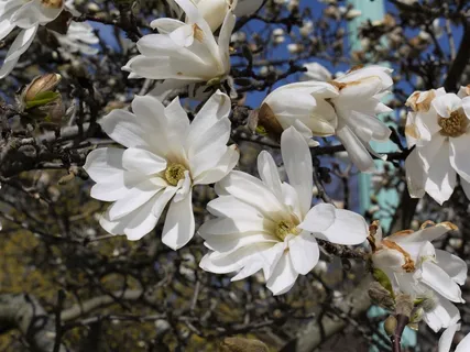 户外玉兰花花朵 户外玉兰花花朵