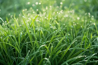春天梅雨季的草地嫩草露珠摄影图