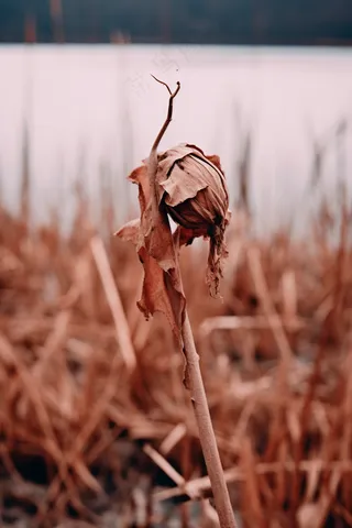 秋冬干枯的荷叶池塘枯叶枯黄摄影图