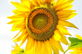 向日葵向阳鲜花摄影图