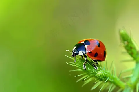 瓢虫七星瓢虫植物春天昆虫摄影图
 瓢虫七星瓢虫植物春天昆虫摄影图