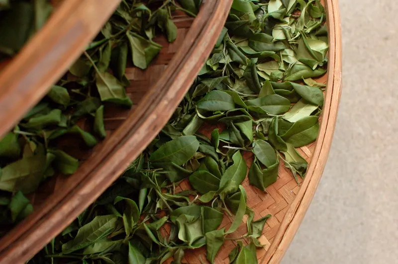 茶叶绿茶制茶