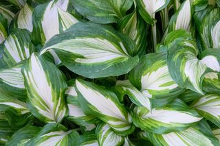 花园植物车前草百合1