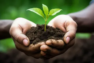 手捧树苗在土壤中嫩芽立春保护环境摄影图