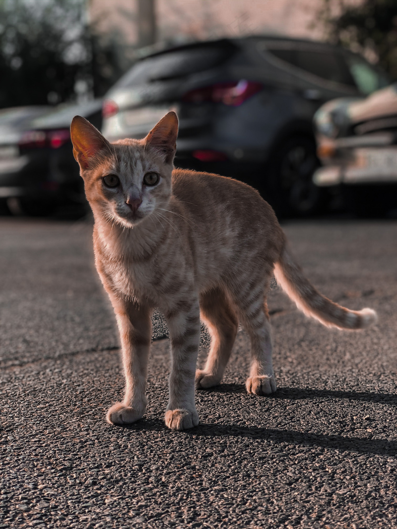 户外猫咪小猫