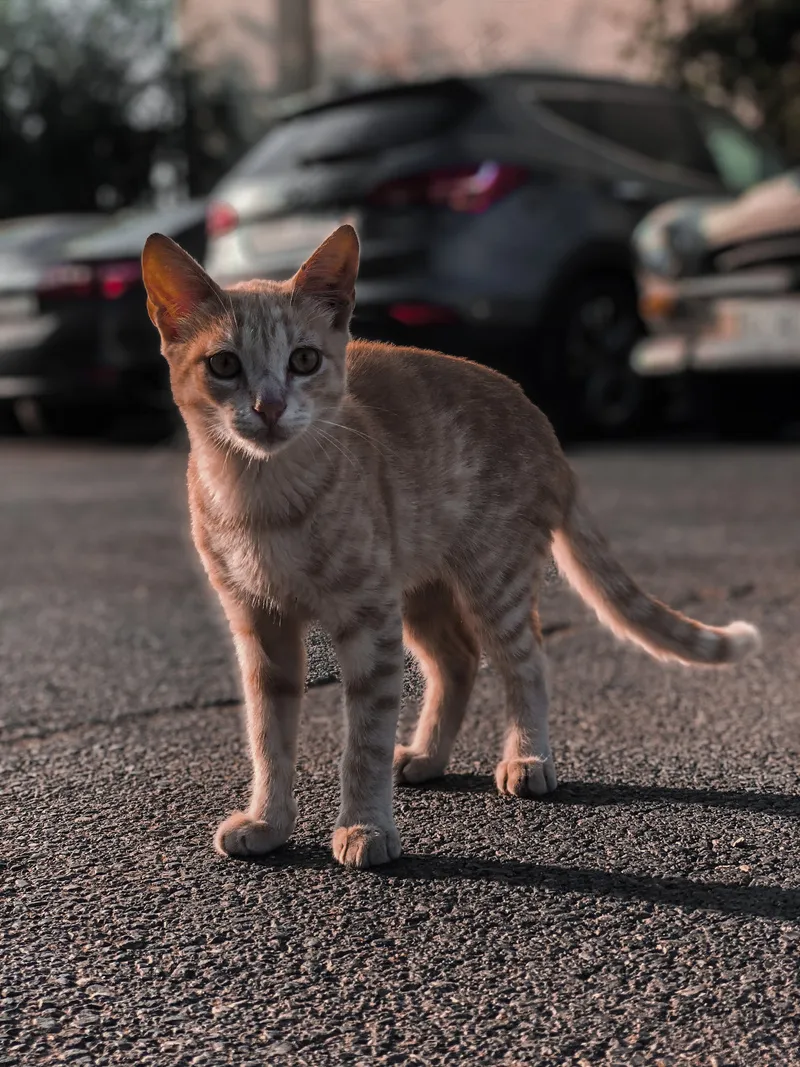 户外猫咪小猫