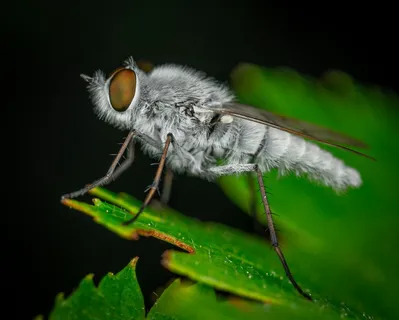 绒毛昆虫栖息在绿叶之上 绒毛昆虫栖息在绿叶之上