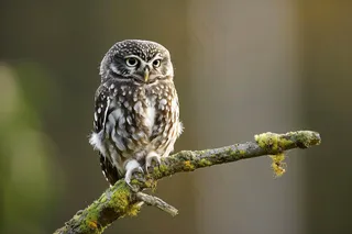 猫头鹰站在树枝上国家保护动物摄影图
