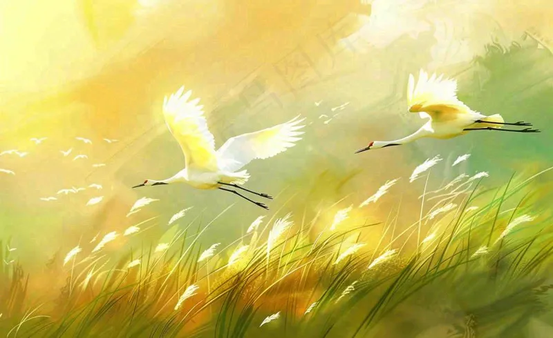 秋天白鹭飞鹤芦苇丛白露寒露节气插画背景(1408x864)