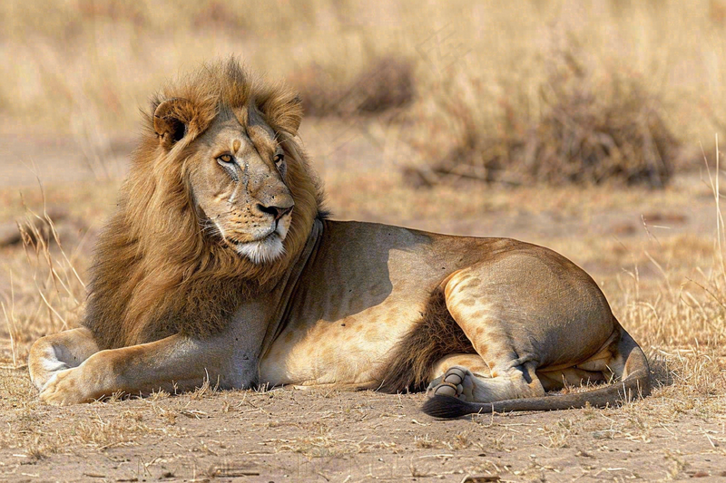 狮子雄狮动物非洲大草原保护动物摄影图