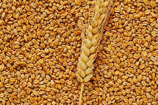 小麦粮食收成秋天立秋秋分摄影图