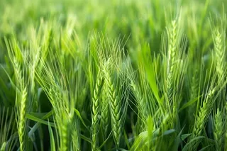 小麦绿色麦穗小满芒种粮食丰收摄影图