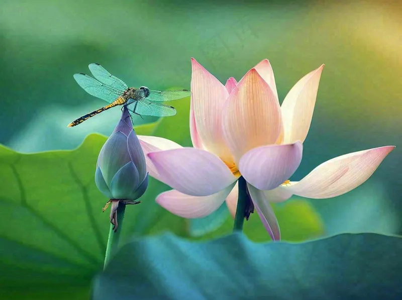 夏至荷花荷叶蜻蜓立上头绿色立夏大暑处暑摄影图(1264x944)