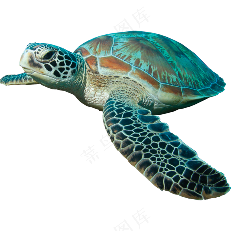 免抠蓝色游泳的海龟