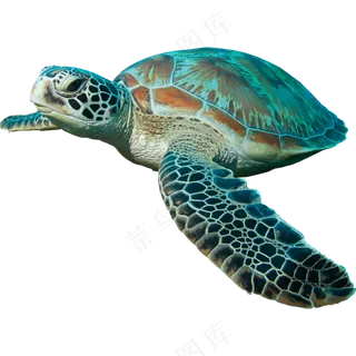 免抠蓝色游泳的海龟