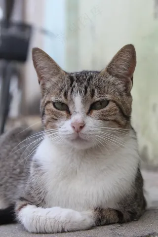 猫咪小猫动物