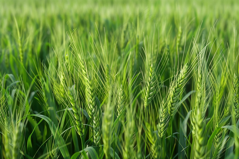 小麦绿色麦穗小满芒种粮食丰收摄影图