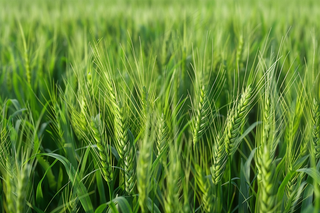 小麦绿色麦穗小满芒种粮食丰收摄影图