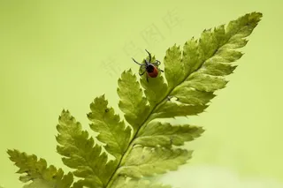 绿意盎然间的黑色蜱虫
